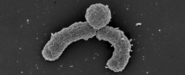Greyscale micrograph of strange C shaped bacterium with a ball on its back.