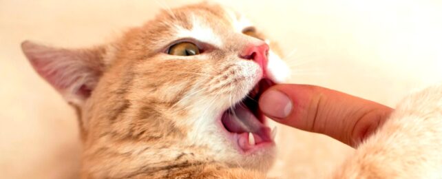 Cat Playfully Bites Finger