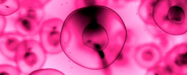 Cells Illustration In Pink