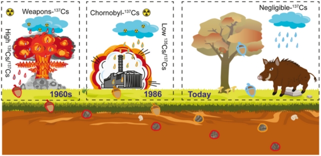 Diagram of different cesium sources mixed and ingested by wild boars