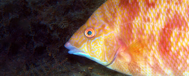 Close up of Florida hogfish with red and yellow pattern and striking bright eye