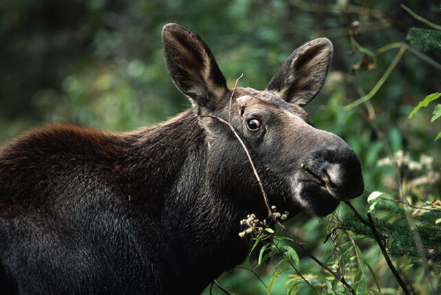 Close up of young moose munching on branches amongst green foliage