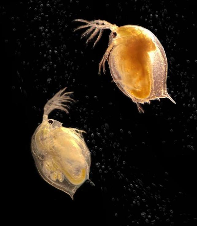 Daphnia water fleas