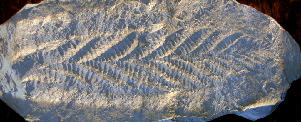 How 2 Teens Accidentally Solved Charles Darwin’s Most Vexing Problem : ScienceAlert