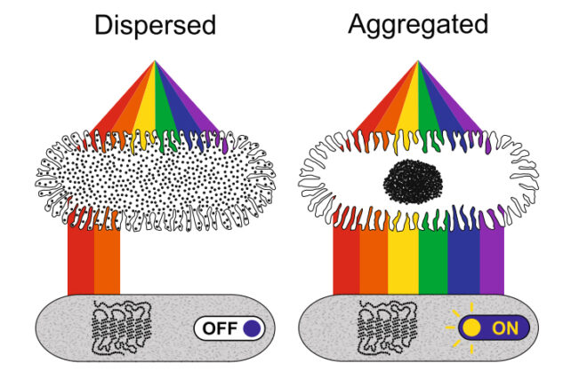 Diagram showing clumped compared to spread out pigments in chromatophore cells