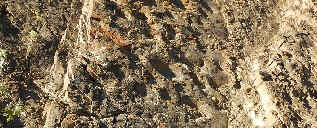 Obrovská sbírka dinosauřích stop na Aljašce je tak velká, že se tomu říká amfiteátr: ScienceAlert