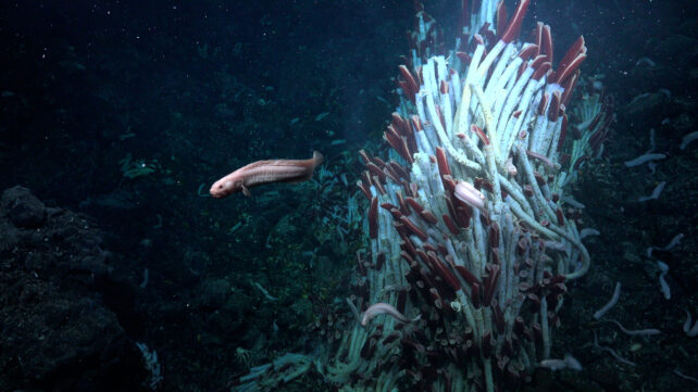 Eelpout and Tubeworms