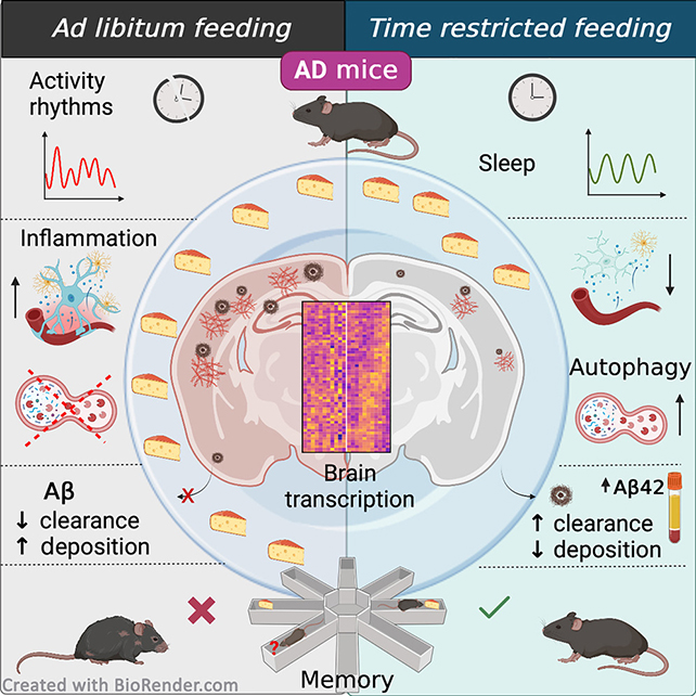 Mouse feeding diagram