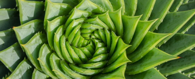 Close up of aloe vera spiral