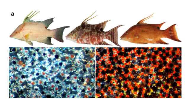 Three different skin patterns of fish as well as detail look at their pigment cells.