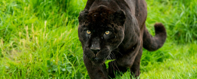 Black panther crawling in the grass