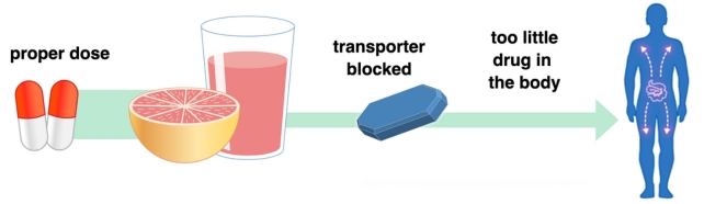 Graphic showing how grapefruit can block transport of some drugs