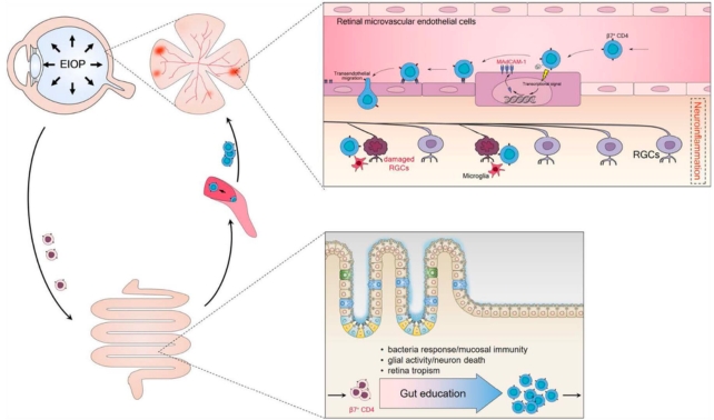 Schematic illustrating how β7 CD4+ T cells enter the retina.