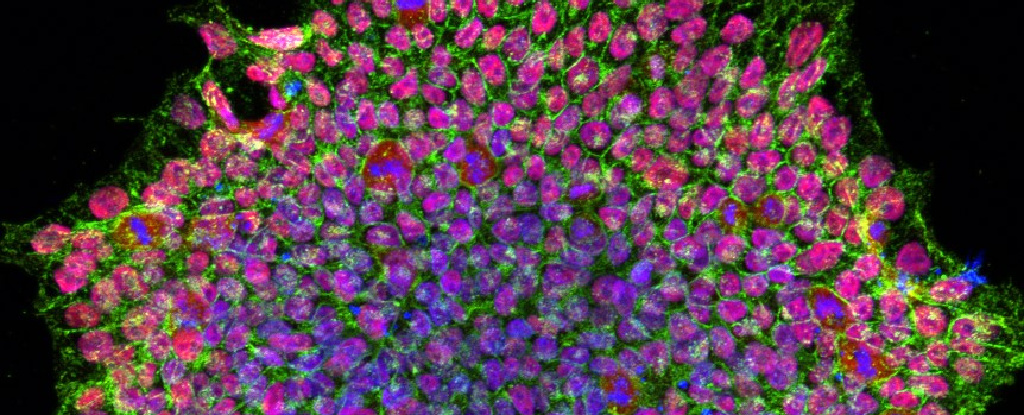 Pentru prima dată, oamenii de știință au șters complet memoria unei celule înainte de a o transforma într-o celulă stem