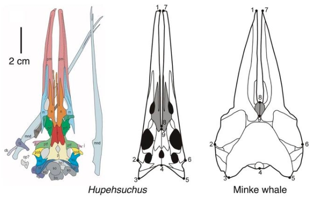 Cráneos de Hupehsuchus y ballena minke que muestran un hocico largo similar con huesos estrechos y sueltos, lo que indica la unión de una bolsa de garganta expandible.