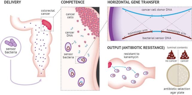 Diagram showing bacterial biosensor detecting DNA shed from cancer cells.