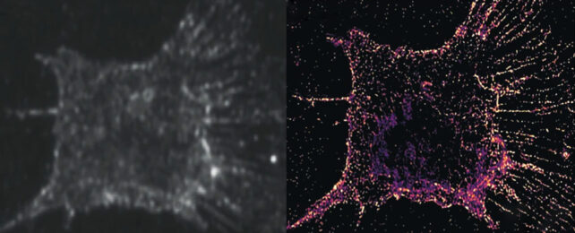 Image of a cell before and after applying new imaging technique.