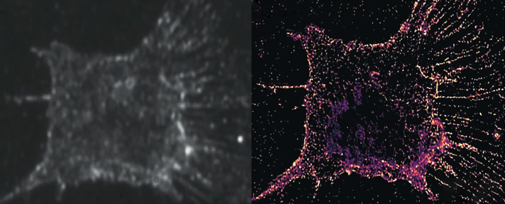 Abbiamo appena dato uno sguardo senza precedenti ai dettagli della divisione cellulare: ScienceAlert