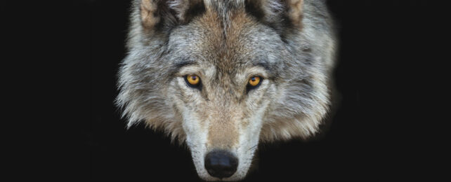 Close up of wolf's head on black background.