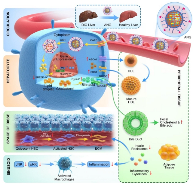 A graphic depicting how the drug targets the liver