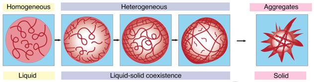 Illustration showing liquid and solid-like phases of protein condensates.
