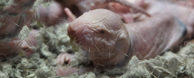 Naked mole rat