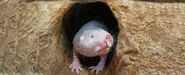 Naked mole rat peering out from burrow entry
