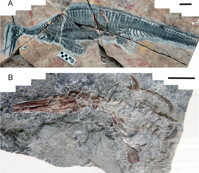 Photos of the two new specimens of Hupehsuchus nanchangensis