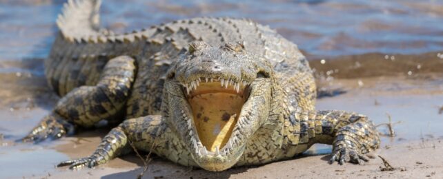 Close up of crocodile leaving water with wide open mouth