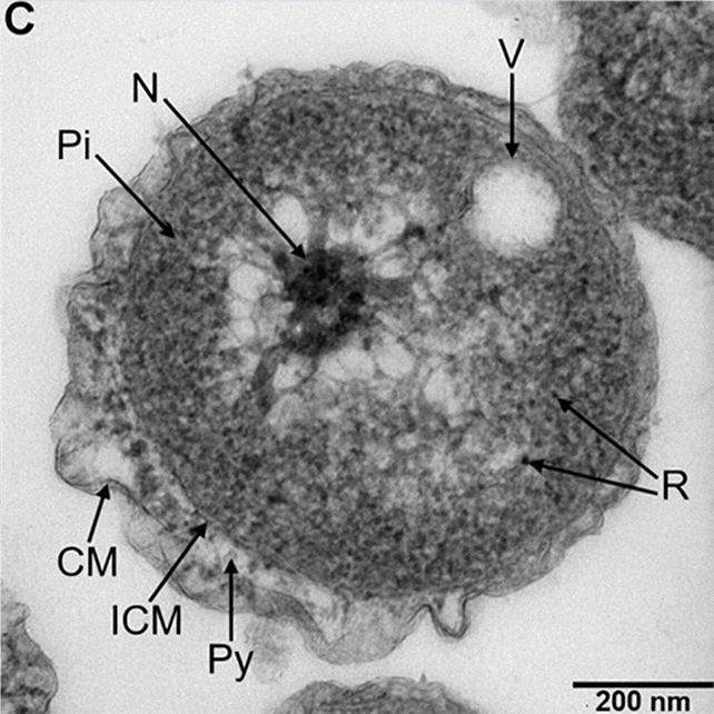 Poriferisphaera hetertotrophicis