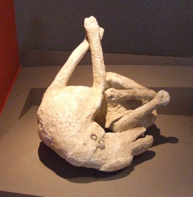 Plaster cast of a dog contorted on its back.