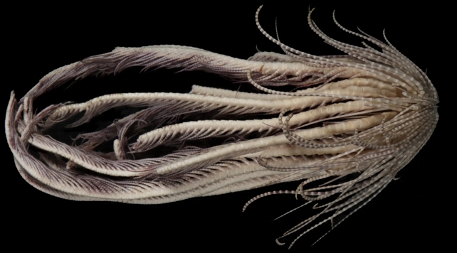 Sea Feather Species