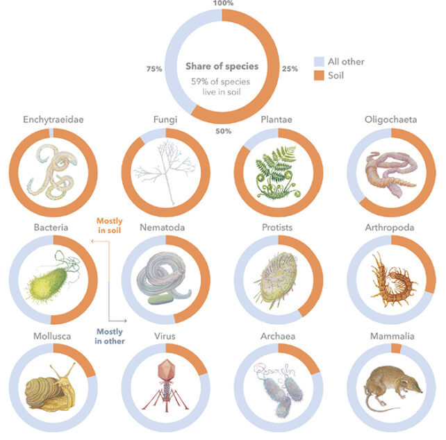 Pie chart diagrams displaying share of each group of organisms living in the soil around illustrations of the organisms.