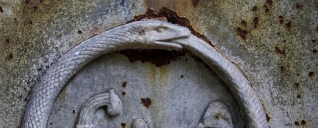 Shocking Videos Show Snakes Really Do Swallow Their Own Tails