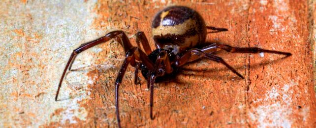 Spider On Wooden Slat