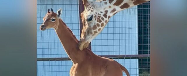 Adorable Baby Giraffe Without Spots Might Be One of a Kind