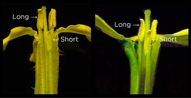 Wild radish stems with visible stamens on a black background.