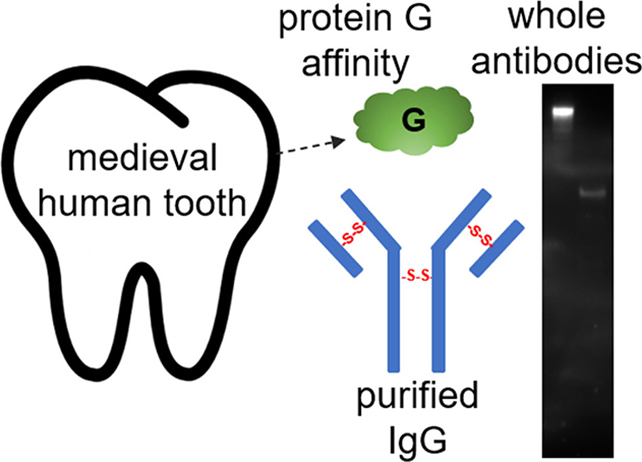 Tooth analysis