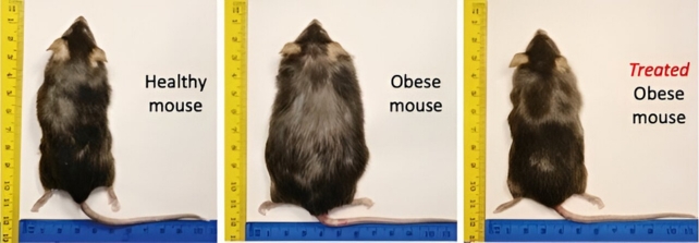 A healthy, obese, and previously obese mouse pictured in a row