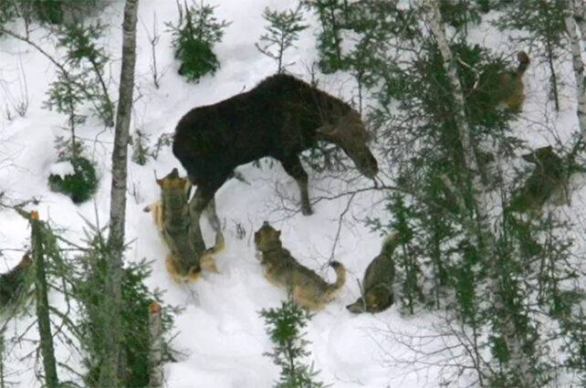 Areal view of two wolves circling a moose in snowy forest