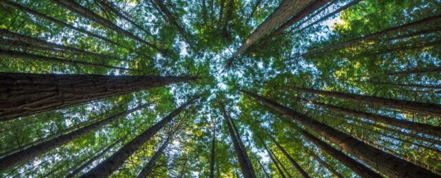 American Forests to Become Carbon Emitters by 2070, Scientists Warn