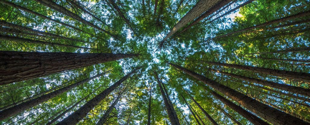 Los bosques infringen una ley fascinante que se encuentra en toda la naturaleza: Heaven32