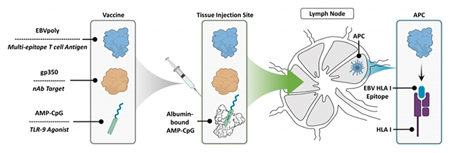 Virus diagram