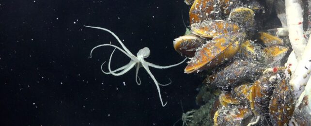 Scientists Find A Whole New Ecosystem Hiding Beneath Earth's Seafloor
