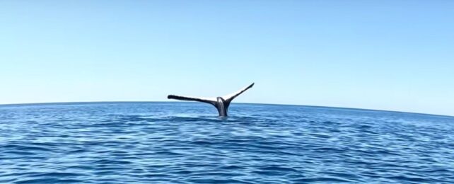 Incredible Video: Man Encounters a Whale Seemingly Frozen in Place