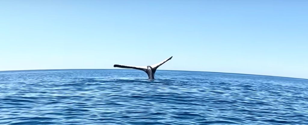 Un hombre se encuentra con una ballena aparentemente congelada donde está: ScienceAlert