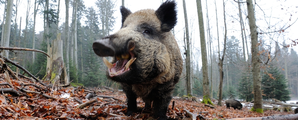 Wild Boar Close Up