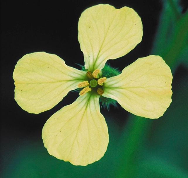 The yellow petals of a wild radish flower