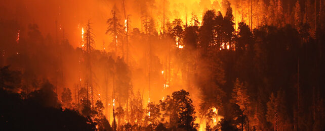 Extreme Wildfires Are 25% More Frequent Today Thanks to Climate Change
