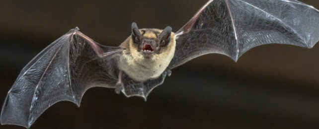 common pipistrelle bat in flight